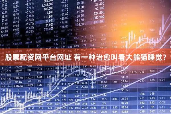 股票配资网平台网址 有一种治愈叫看大熊猫睡觉？